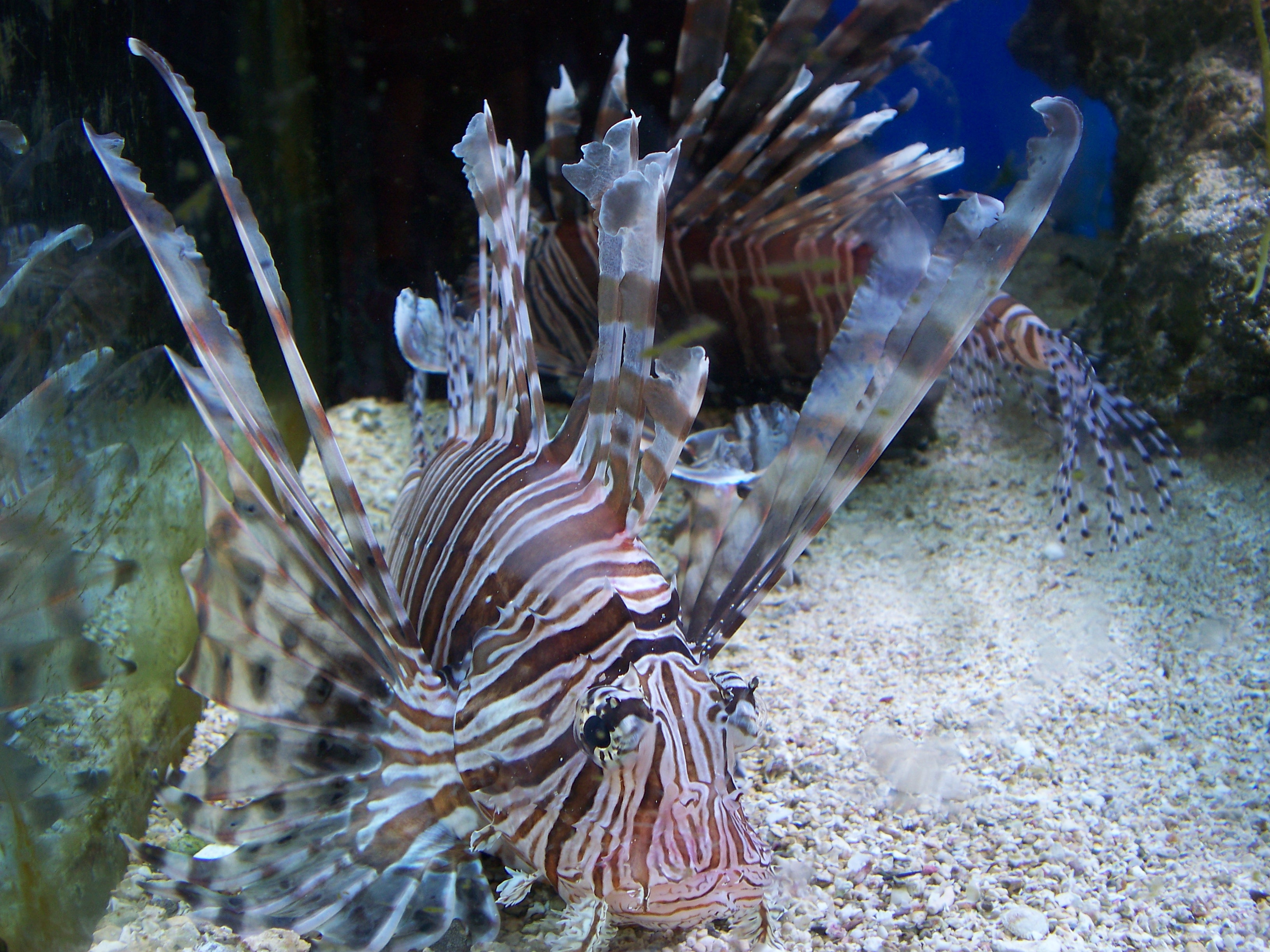 Beware the exotic lion fish. Not only does it crowd out native species, but its fins hide needle-sharp poisonous spikes.